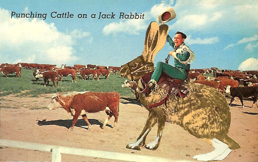 Punching Cattle on a Jack Rabbit Plastichrome, P55367, 5.5"x3.5